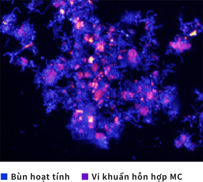 Trong bùn hoạt tính, có thể quan sát bằng mắt thường vi khuẩn hỗn hợp MC nhờ vào nhuộm màu huỳnh quang